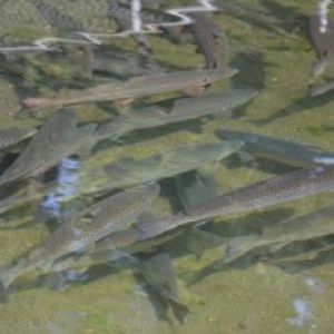 DEEP Stocks Crystal Lake With Salmon