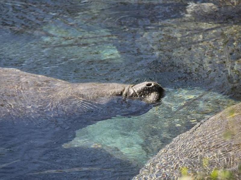 Mating Manatees Spotted in Sarasota’s Big Pass (Video) - Sarasota, FL Patch