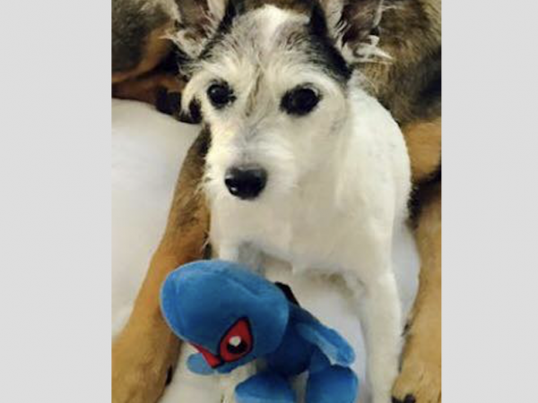 Pit Bulls Kill Jack Russell Terrier at Nassau Dog Park, Owners Flee