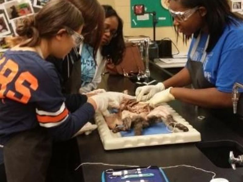 Hillcrest HS Anatomy Students Visit Cadaver Lab Homewood, IL Patch