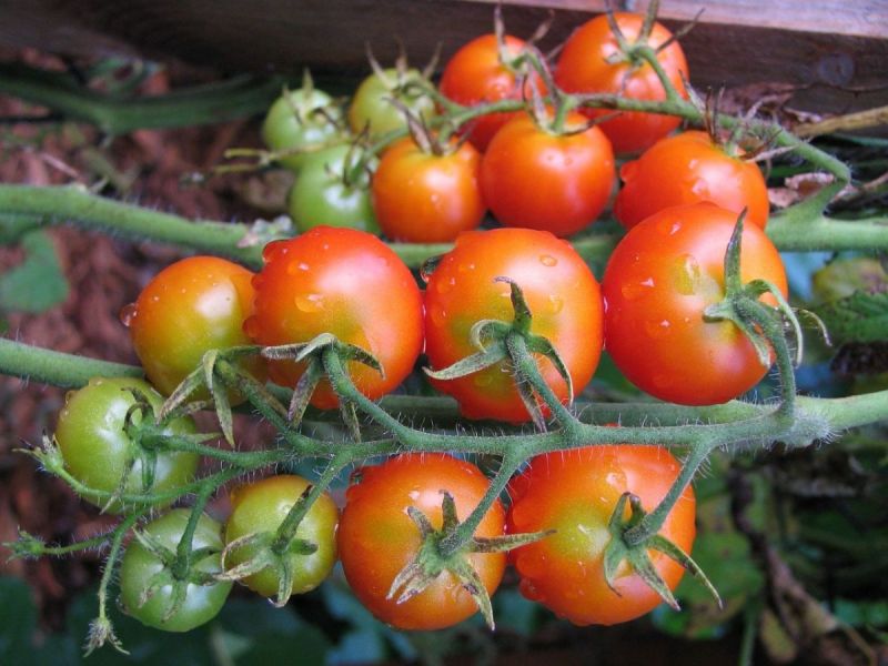 Garden Swap: Trade Your Homegrown Veggies, Fruits and Flowers - Patch.com