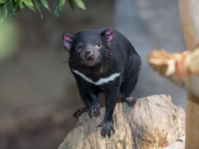 Zoo: New Tasmanian Devil Genetic Discovery Renews Hope for Species