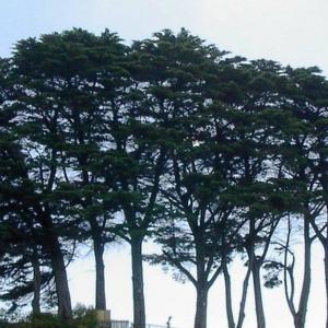 MMWD Removing Non-Native Trees From Pine Point for Use as Fish Habitat