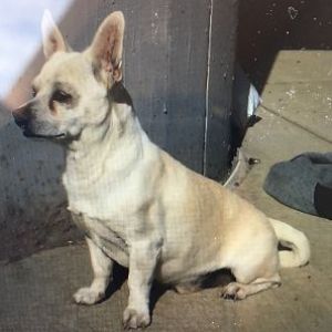 Who Took 'Dopey' From Front Of Walmart In Napa?