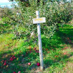 CT Pick-Your-Own: Find Out Where to Go Apple Picking in Easton