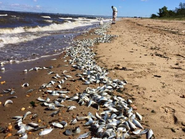 Thousands Of Dead Fish Wash Into New Jersey Marina