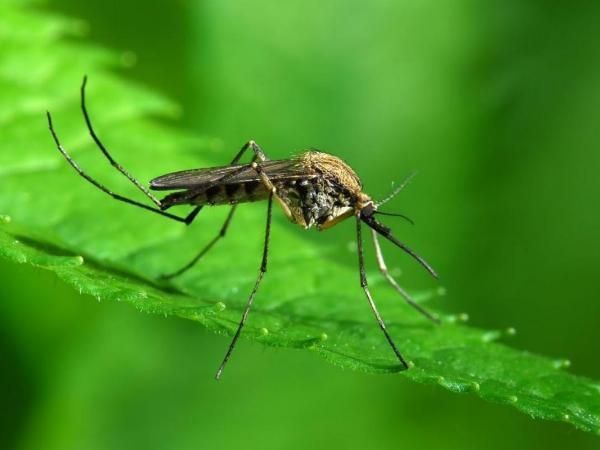 Singapore reports locally transmitted Zika cases