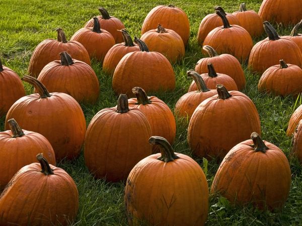 friendly pumpkin patch essex county to hold 12th fall family festival kid friendly activities pumpkin patch friendly pumpkin patch essex county to hold 12th fall family festival kid friendly activities pumpkin patch