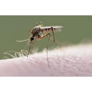 Mosquito Sample Tests Positive For West Nile Virus in Upper Dublin