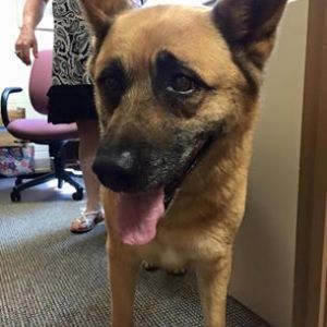 Beautiful Golden Brown Female Dog Found in Gwynedd