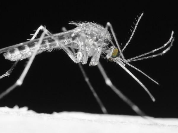 More Positive Tests For West Nile Virus In Falmouth More Positive Tests For West Nile Virus In Falmouth