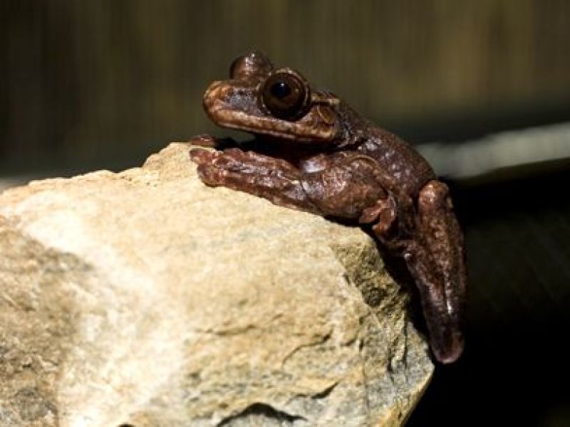 Extinction Rare Tree Frog Dies at Atlanta Botanical Garden Midtown