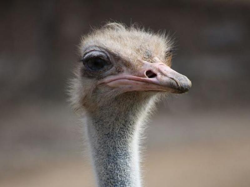 Texas Researchers Find Existence Of Ostrich Ancestors In North America