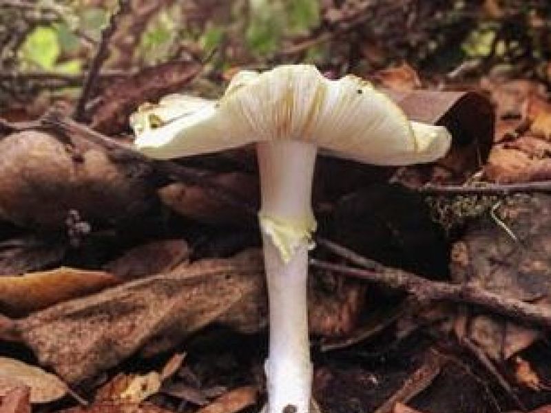 Poisonous Mushrooms in East Bay Parks Prompts Warning Piedmont, CA Patch