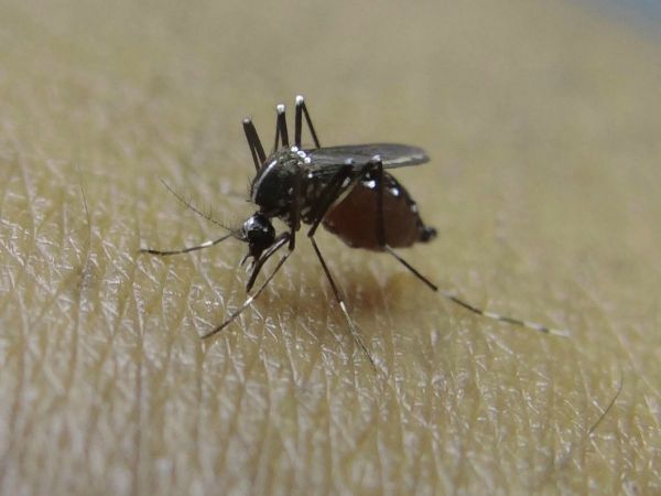 Human West Nile Case Found in LaSalle County