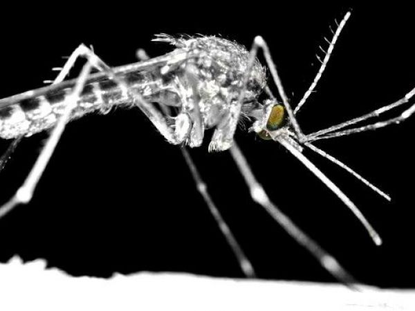 Health department to spray for mosquitoes near Fourth Avenue