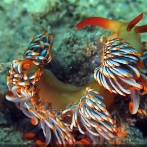 Whats in a Name? Mysterious Sea Creature Named in Worldwide Contest