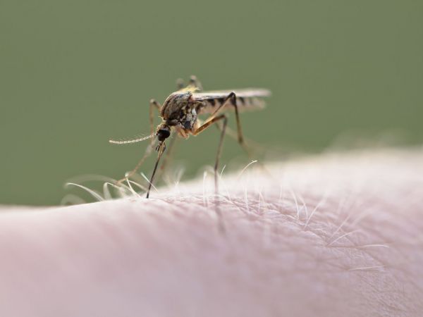 First West Nile Deaths in Los Angeles County Confirmed