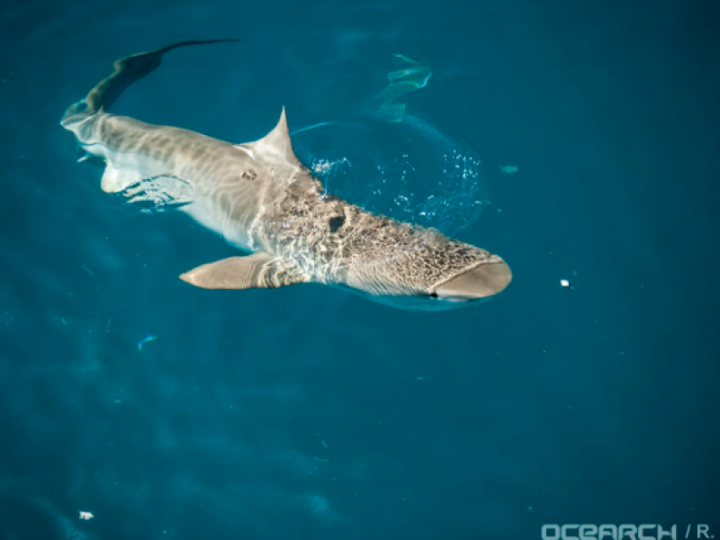 600-Pound, 11-Foot Tiger Shark Hanging Out in Virginia ... 600-Pound, 11-Foot Tiger Shark Hanging Out in Virginia ...