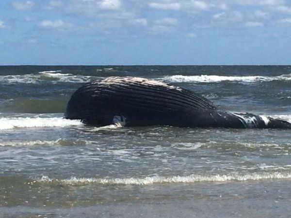 Washed up whale allegedly died from human interaction, report says Washed up whale allegedly died from human interaction, report says