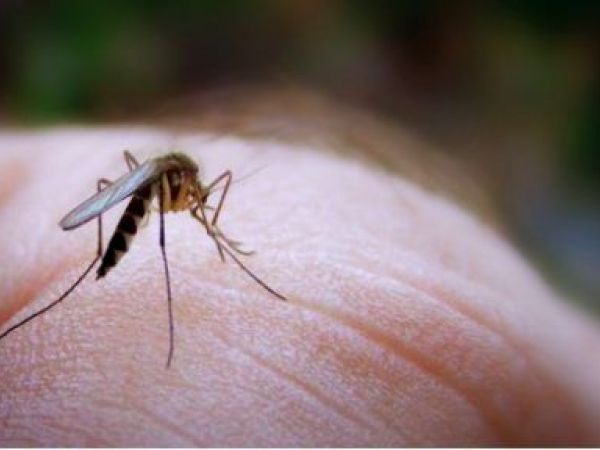 No West Nile found in latest mosquito tests in Rhode Island