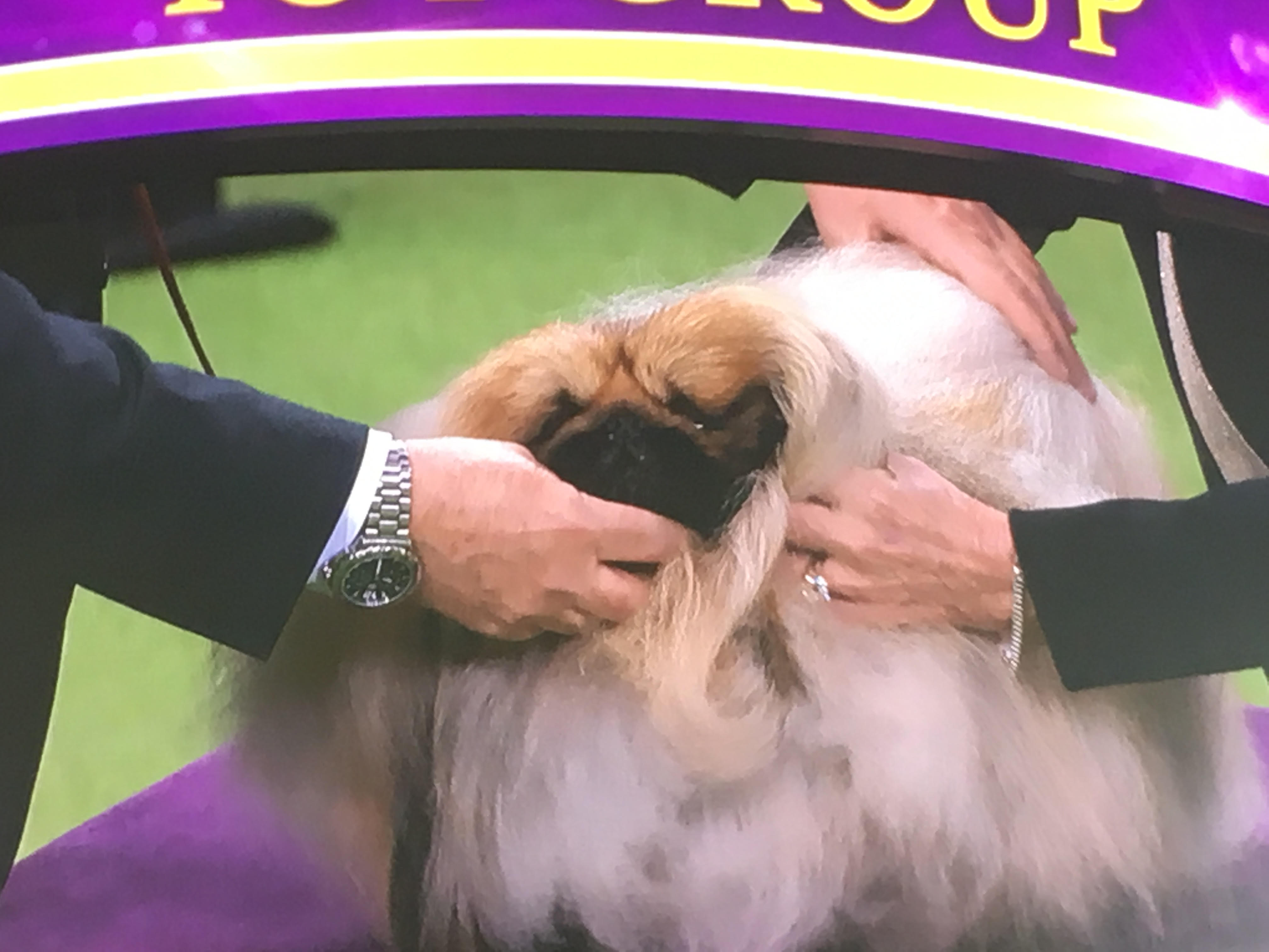 affenpinscher won westminster westminster dog show u0027best in show u0027 winner breed runner ups affenpinscher won westminster westminster dog show u0027best in show u0027 winner breed runner ups