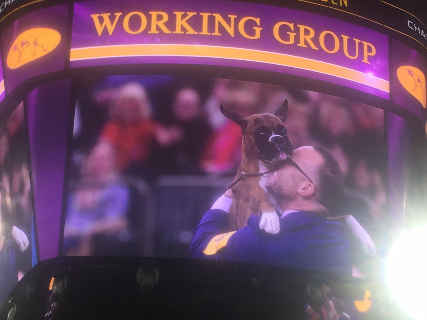 affenpinscher won westminster westminster dog show u0027best in show u0027 winner breed runner ups affenpinscher won westminster westminster dog show u0027best in show u0027 winner breed runner ups