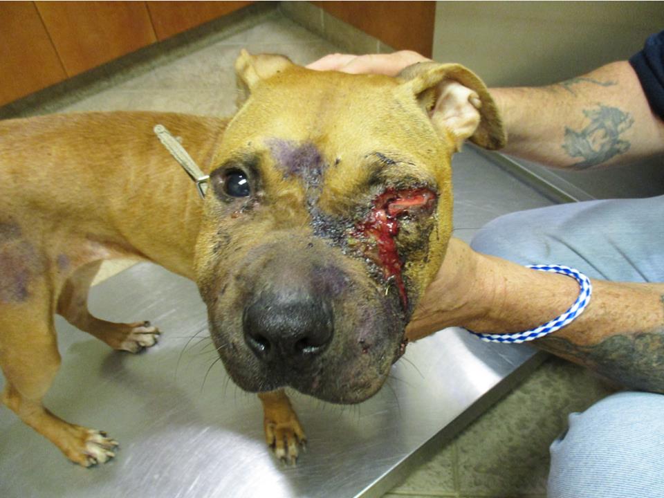bait dogs used as bait rescued in monmouth county middletown nj patch bait dogs used as bait rescued in monmouth county middletown nj patch