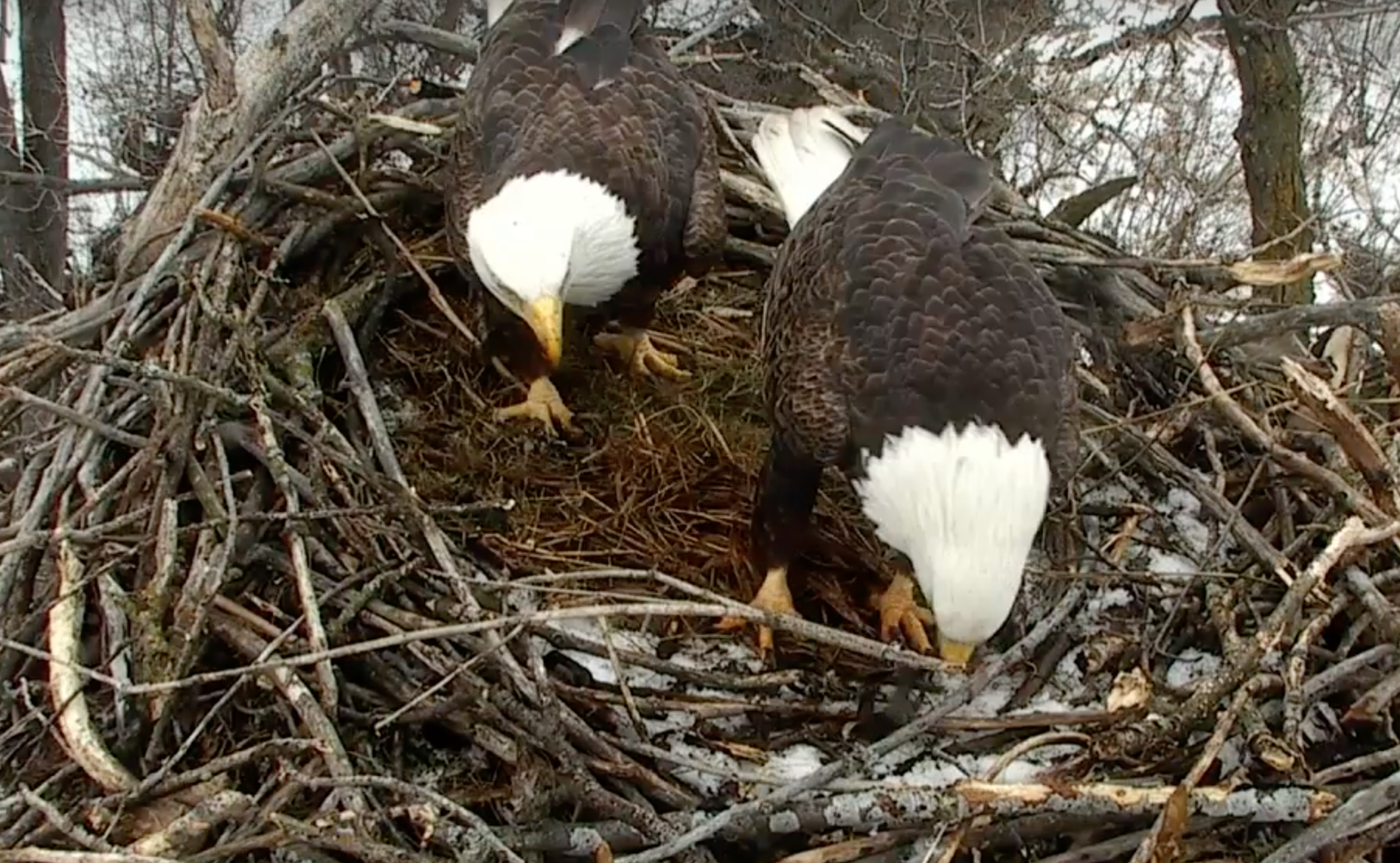 Watch Live: Minnesota DNR's Wildlife Eagle Cam - Saint Paul, MN Patch