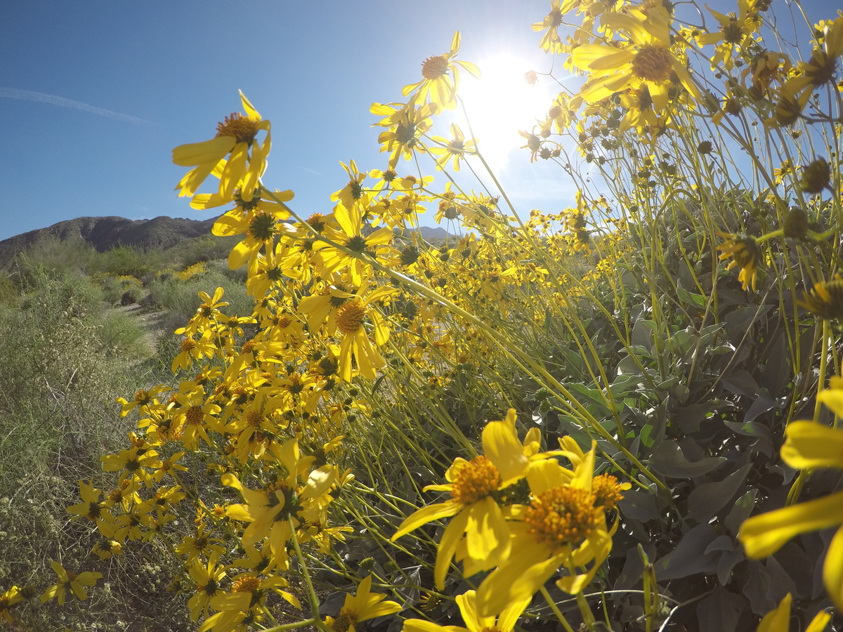 Calif. Wildflowers In All Their Splendor VIDEO Temecula, CA Patch