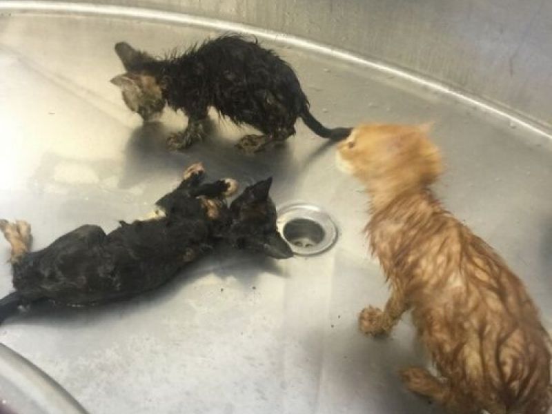 Horrifying Kitten Cruelty Cases Draw Attention, Donations In Solano County Benicia, CA Patch