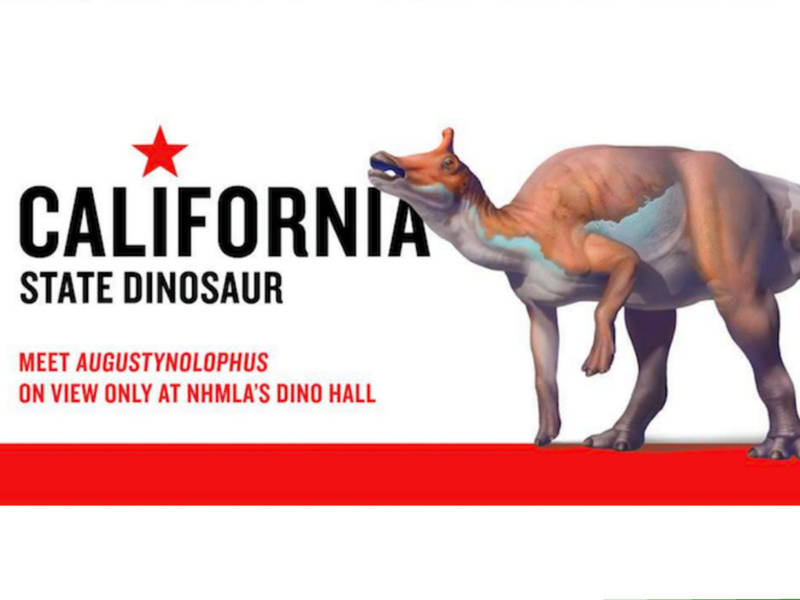 Meet 'Auggie,' California's Official State Dinosaur, At Natural History