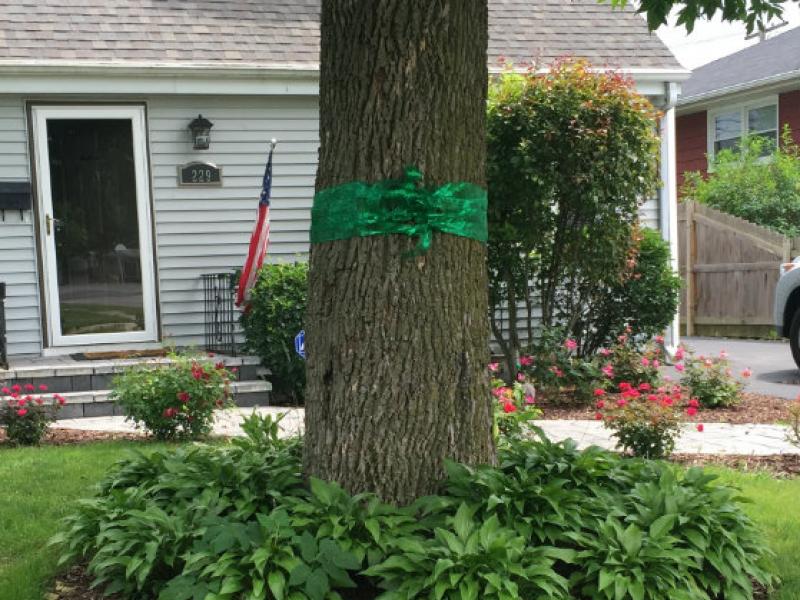 Green Ribbons in Downers Grove in Memory of Anna Trent Downers Grove