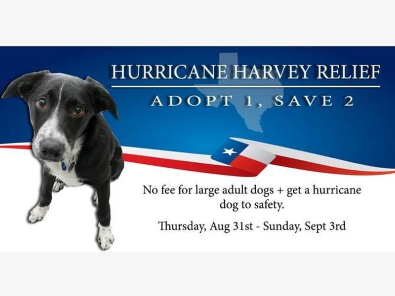 Hurricane Relief Dog Adoption Hurricane Relief Dog Adoption