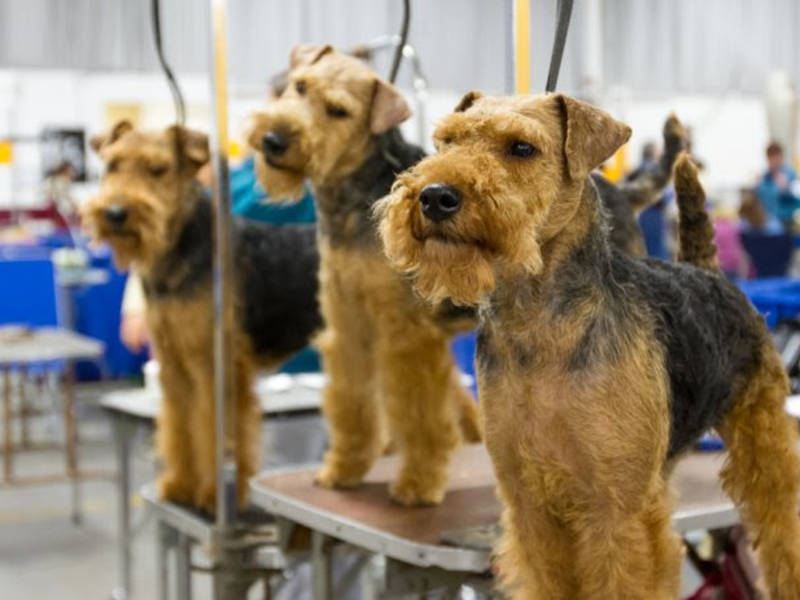 National Dog Show Arrives In Montgomery County Norristown, PA Patch