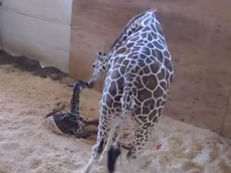 Live Cam Of April The Giraffe, Baby Calf Goes Dark: Watch An ... Live Cam Of April The Giraffe, Baby Calf Goes Dark: Watch An ...