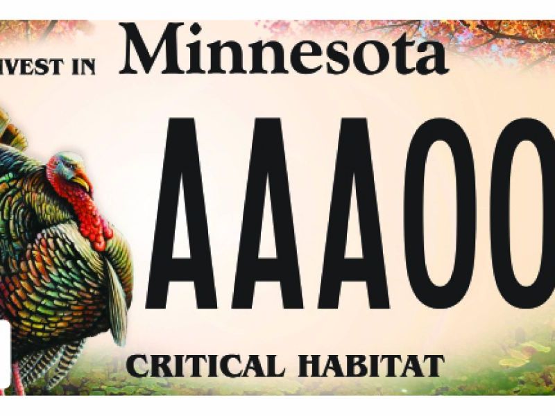 DNR Announces New Wild Turkey Critical Habitat License Plate