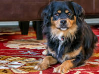 What Would It Cost To Re-Carpet The Living Room?