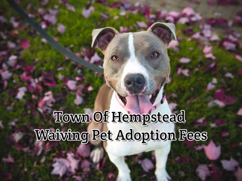 Pet Adoption Long Beach Ny Pet Adoption Long Beach Ny