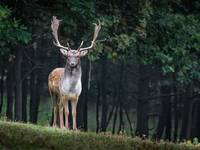ICYMI: Deer Season Has Officially Opened In Texas 