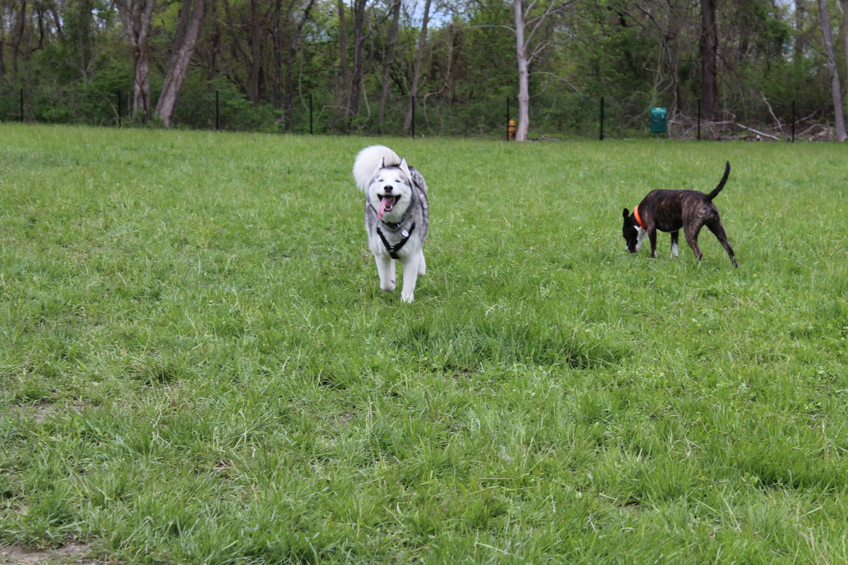 Portsmouth Ri Dog Park Portsmouth Ri Dog Park