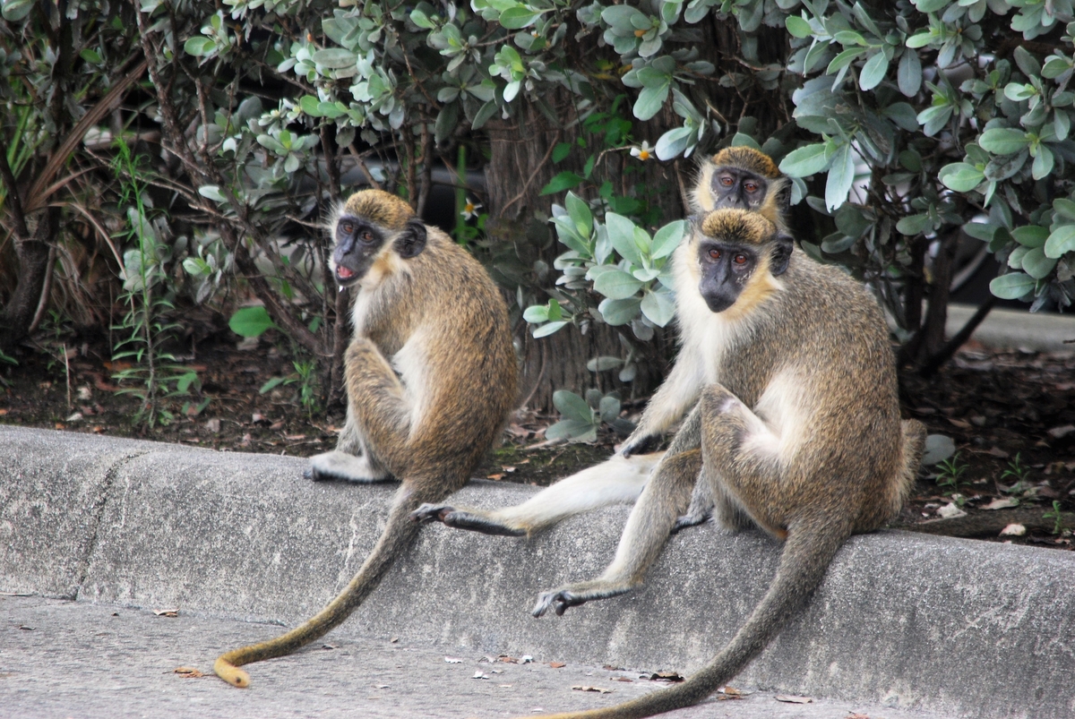 Flying Monkeys? Primates Flourish Near Fort Lauderdale Airport Miami